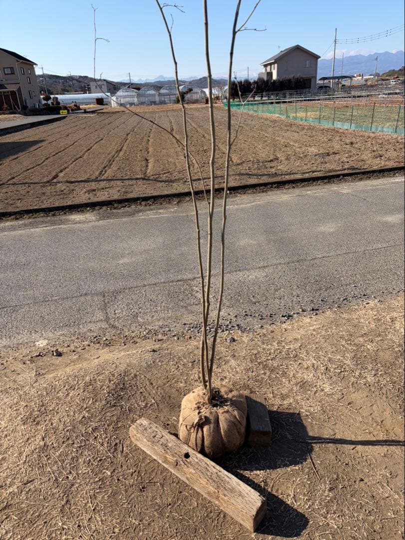 山採り コハウチワカエデ 自然樹形