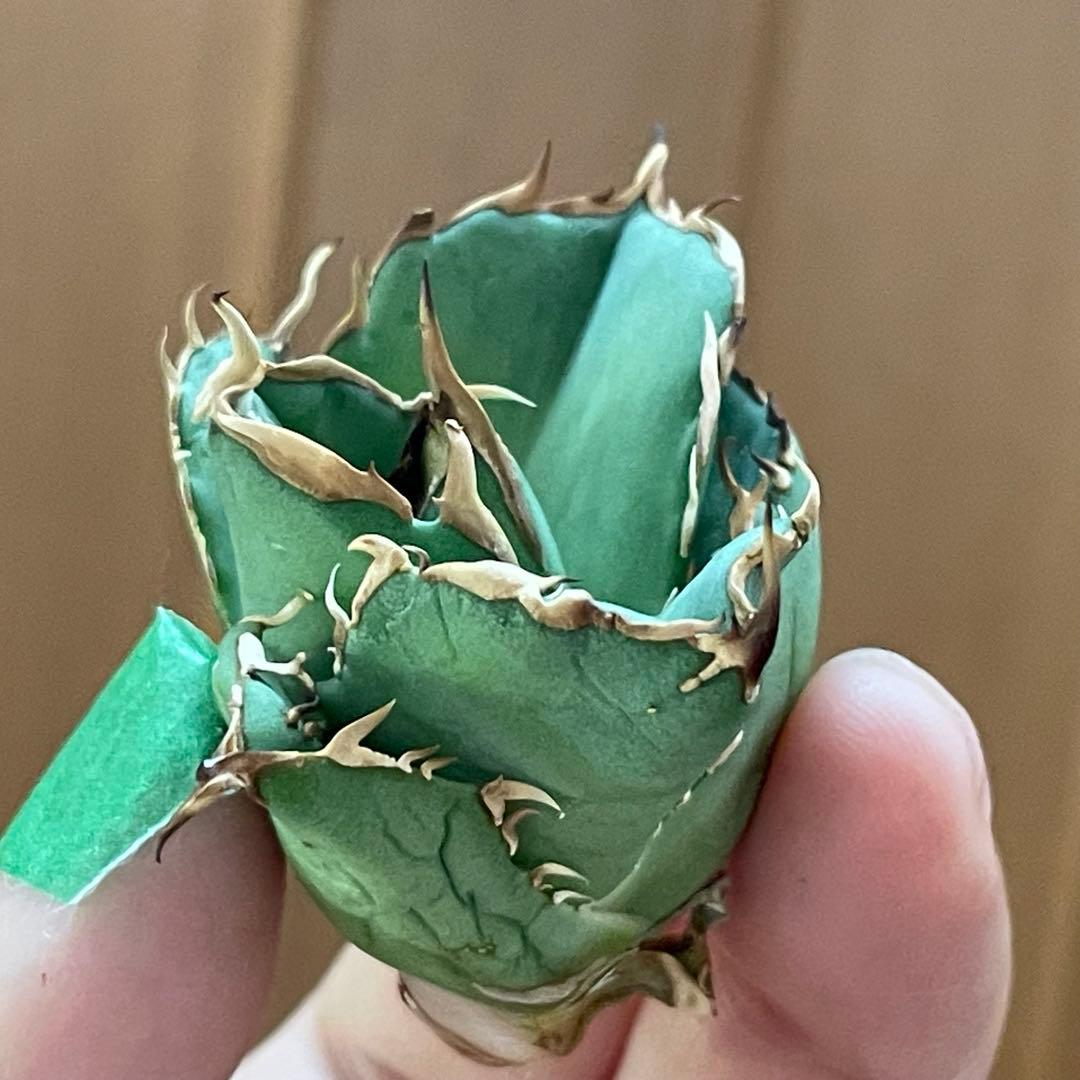 【REZA産】イラン株　選抜　アガベ　アングリーハート　ANGRY HEART