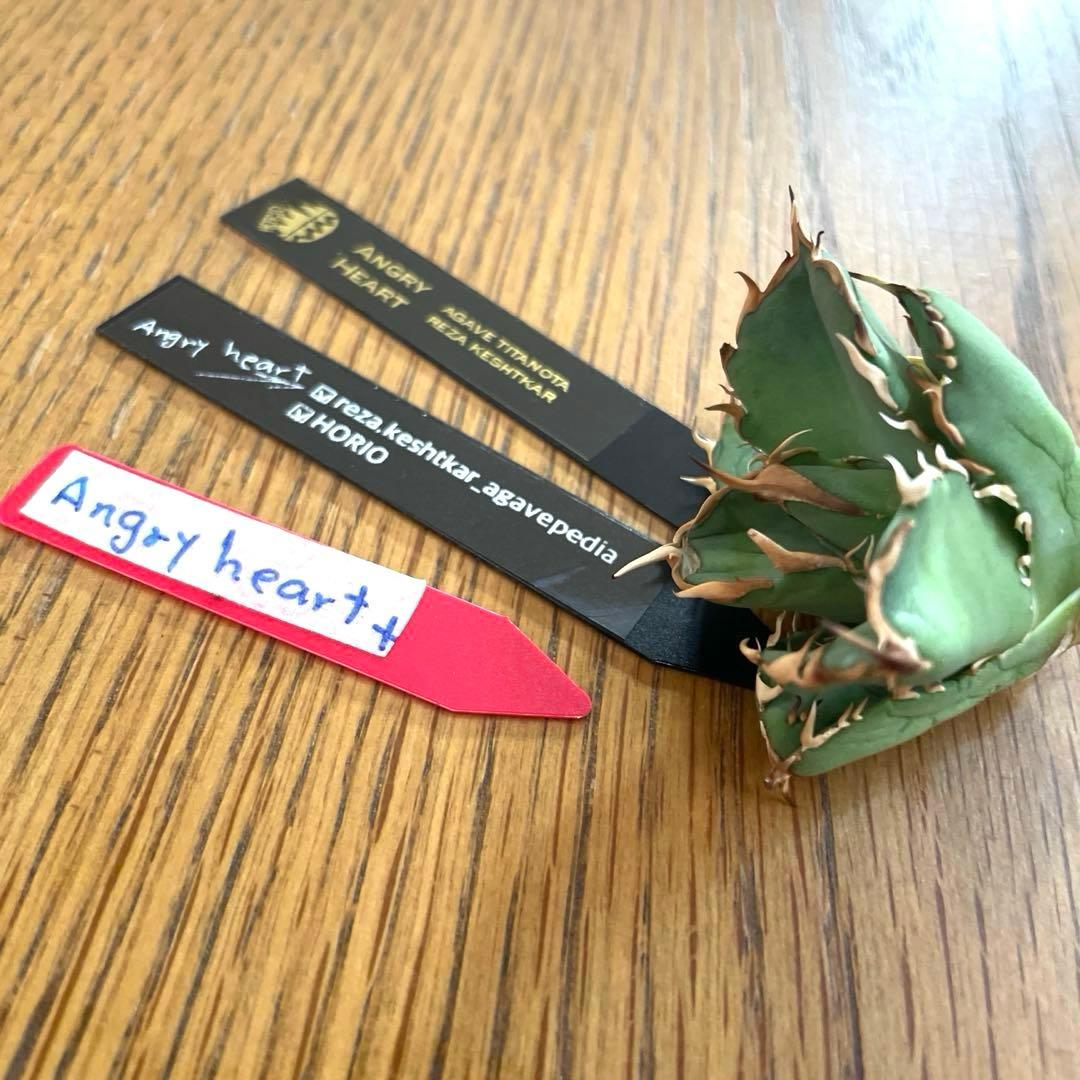 【REZA産】イラン株　選抜　アガベ　アングリーハート　ANGRY HEART