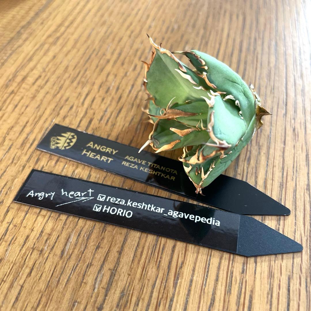 【REZA産】イラン株　選抜　アガベ　アングリーハート　ANGRY HEART