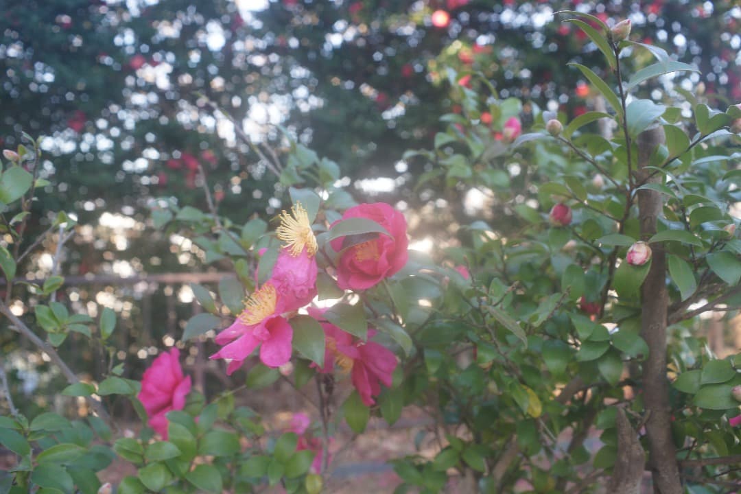 Super Takumar 35mm F/2 広角レンズ 前期型