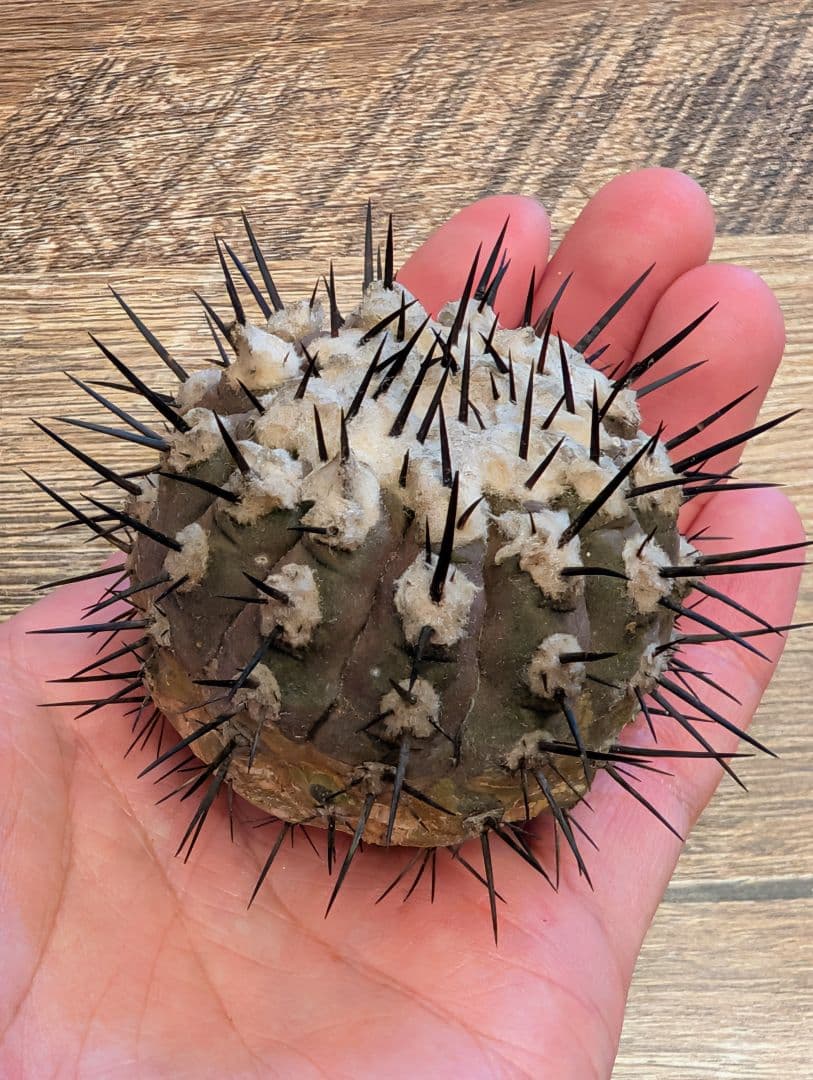 ア*エ様 コピアポア　シネレア　黒王丸　強棘①