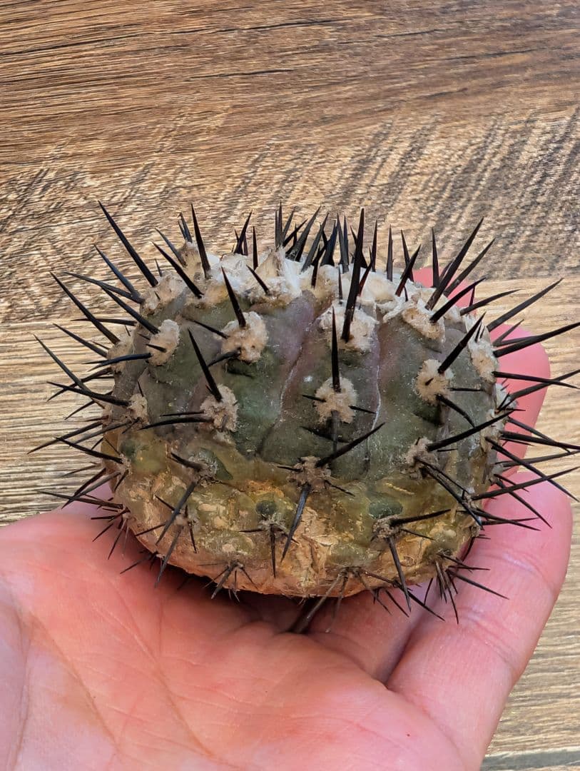 ア*エ様 コピアポア　シネレア　黒王丸　強棘①