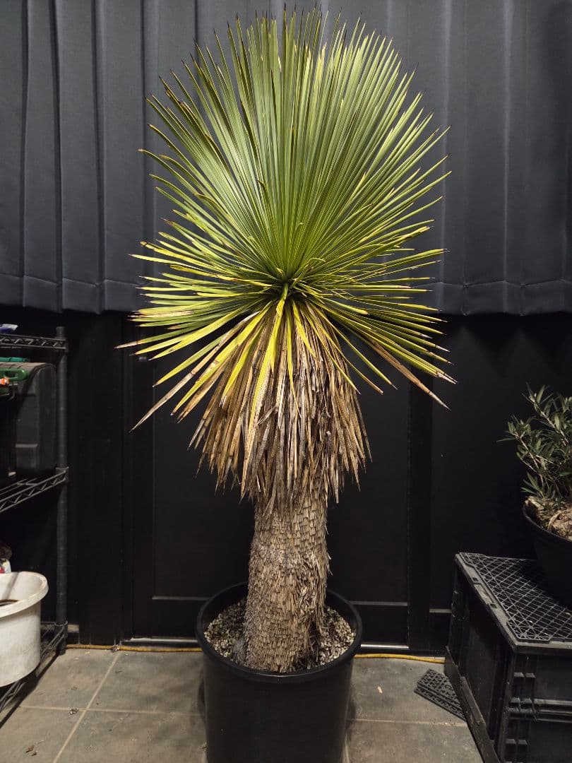 専用出品 リピ、特割 ユッカ リネアリフォリア (つ) 太株