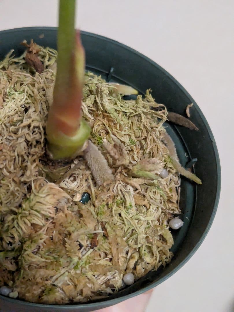 アンスリウム　デビリス　Anthurium debilis