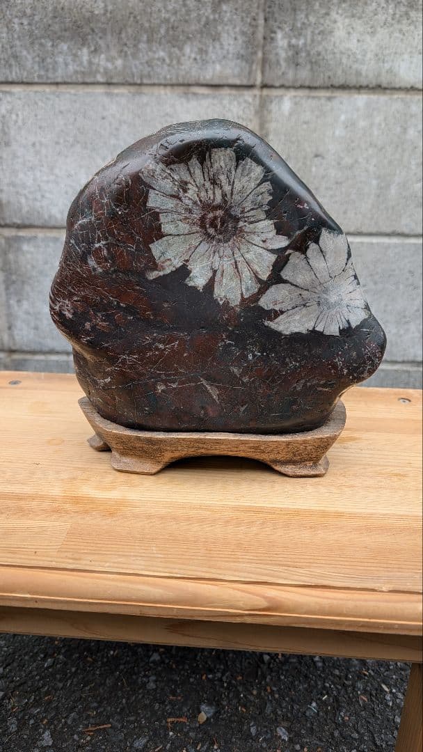 菊花石　水石　盆石　鑑賞石