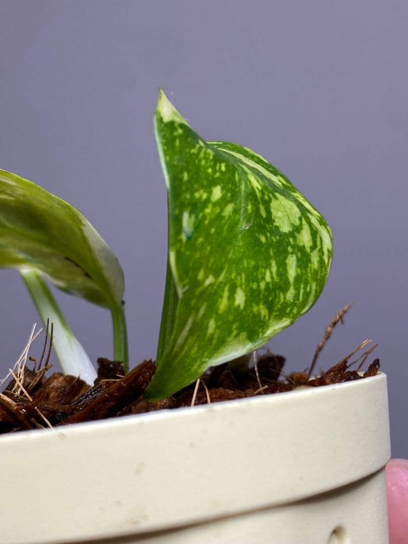 M*0様 ②【超希少‼️】モンステラ　エレクトロライト　斑入り　レア　人気　メル