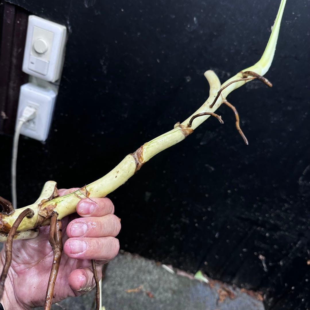 超*✿様 斑入りモンステラホワイトタイガー大茎7株おまとめ