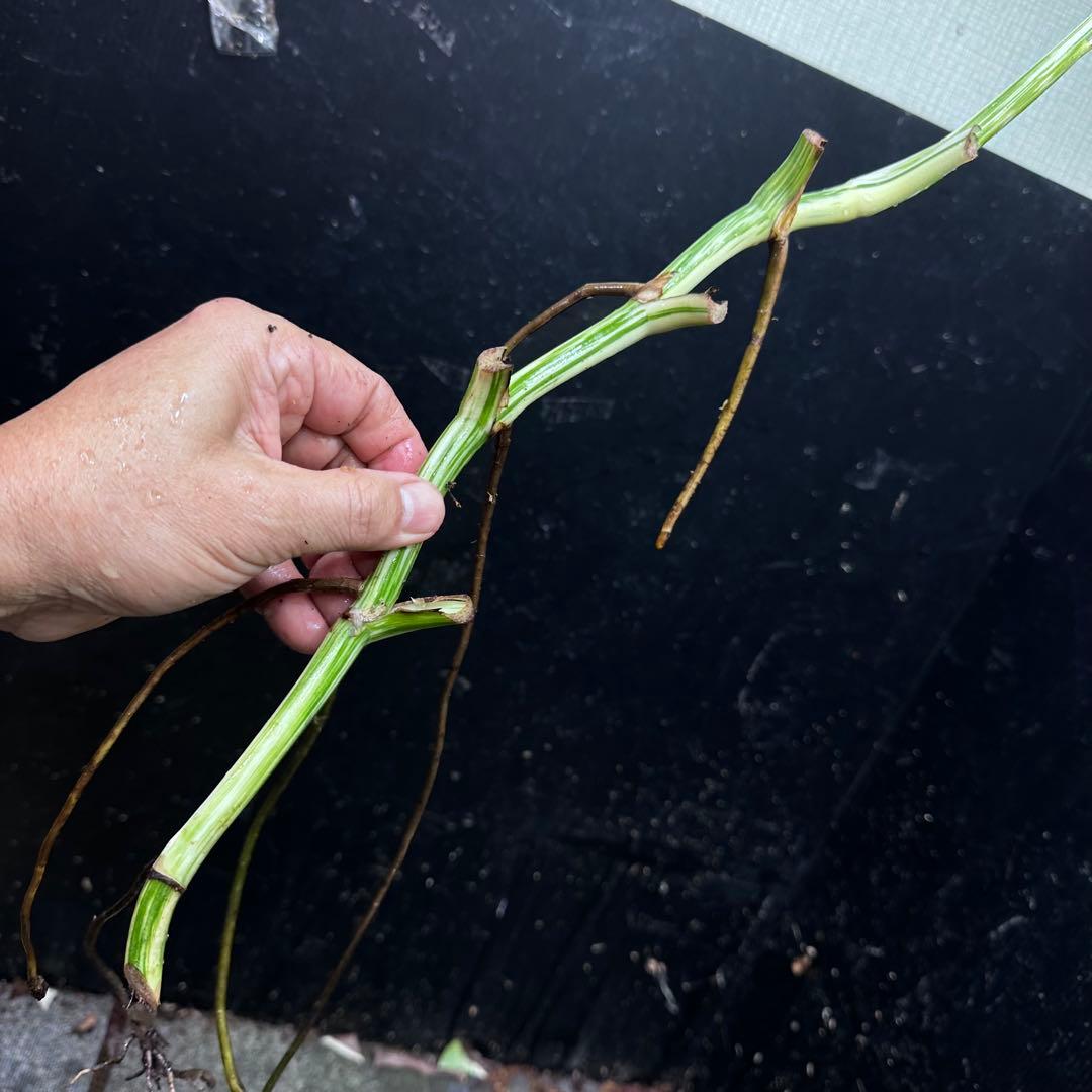 超*✿様 斑入りモンステラホワイトタイガー大茎7株おまとめ