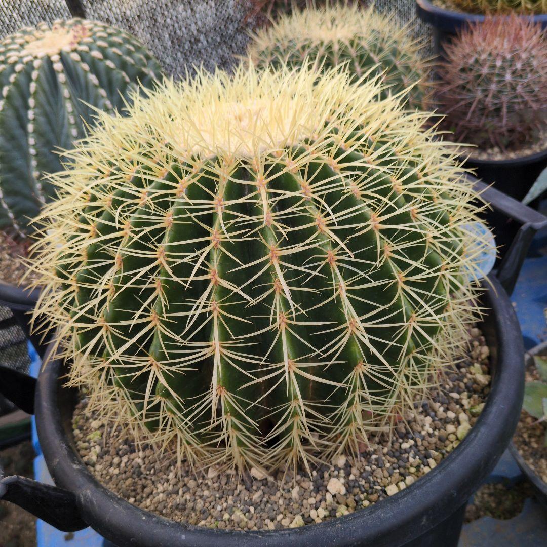 【引取限定】　エキノカクタス　金鯱