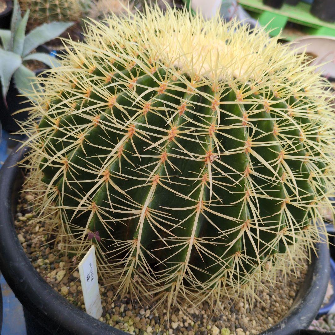 【引取限定】　エキノカクタス　金鯱