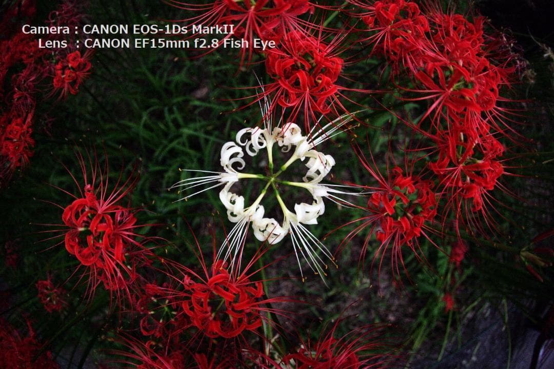 【専用】CANON EF15mm f2.8 Fish Eye (魚眼レンズ)