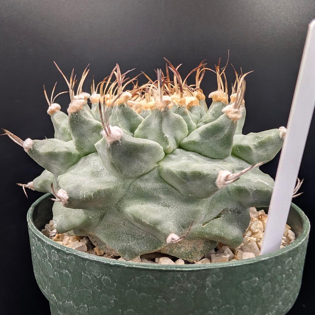 k*n様 大疣アロンソイ 国内実生 鉢植え メルカリ便送料込み