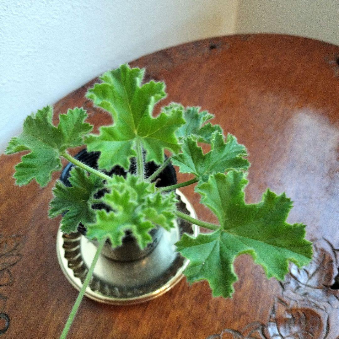 ペラルゴニウム・ ピンクカプリコーンの苗 ♡ポットごと発送♡