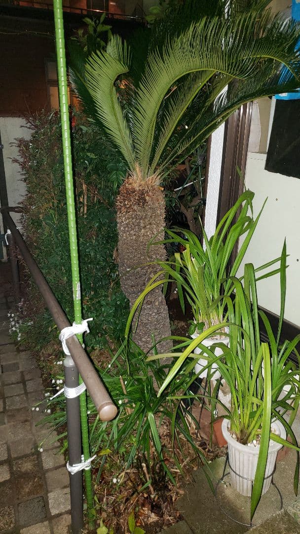 ソテツ 蘇鉄  観葉植物（大型）