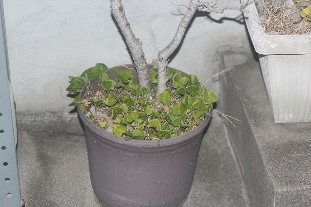 ★実用品★ Canon キャノン EF 28-70mm F2.8L USM