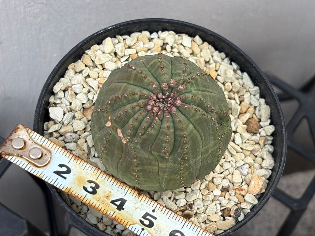 ユーフォルビア　オベサ　モンスト　実生