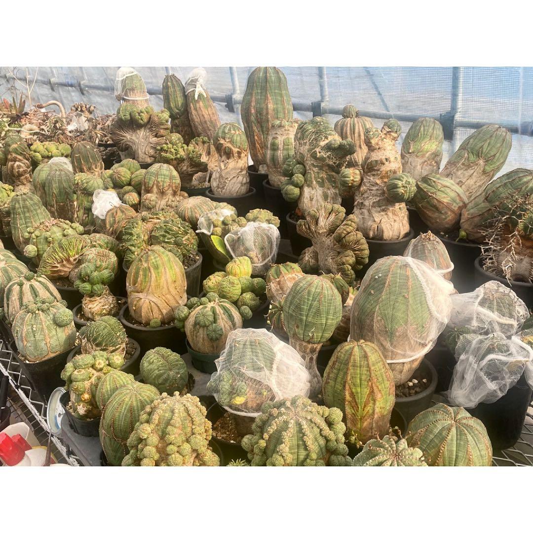 ユーフォルビア　オベサ　モンスト　実生