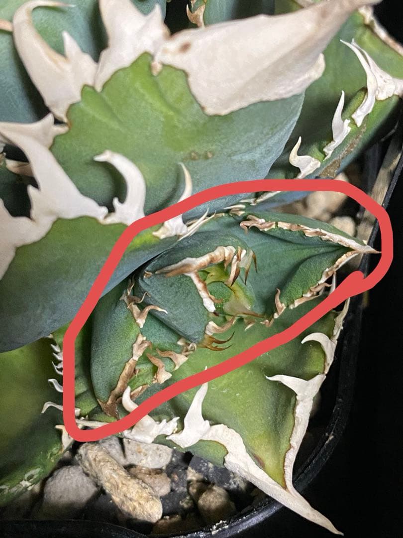 lize 大白鯊　間違い無しのドーベルP血統　子株販売②