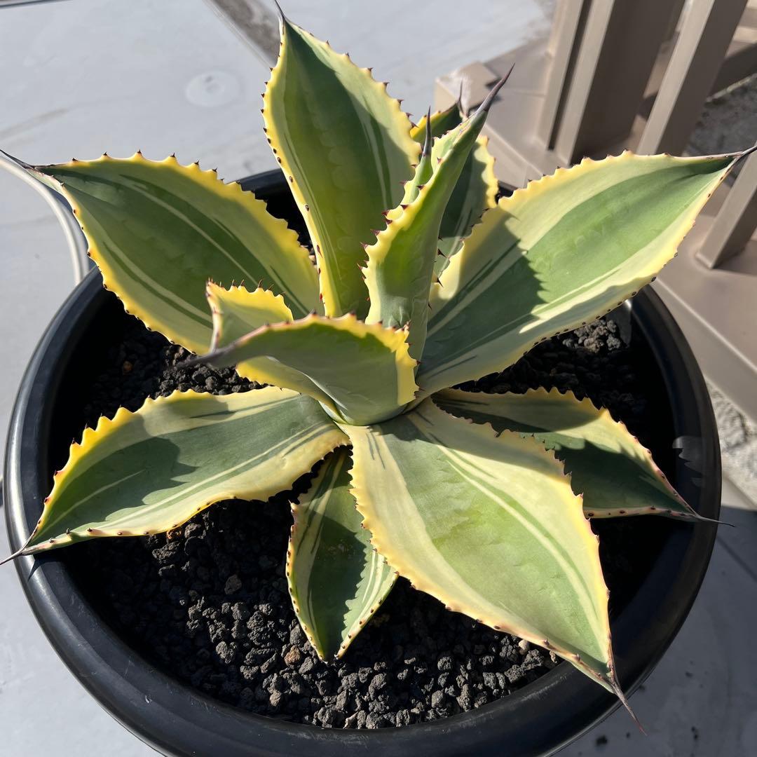 アガベ　リップルエフェクト