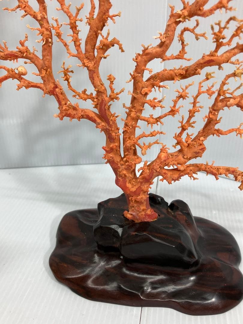 【血赤珊瑚原木】希少！＊血珊瑚＊天然 原木 サンゴ オブジェ 手渡し推奨