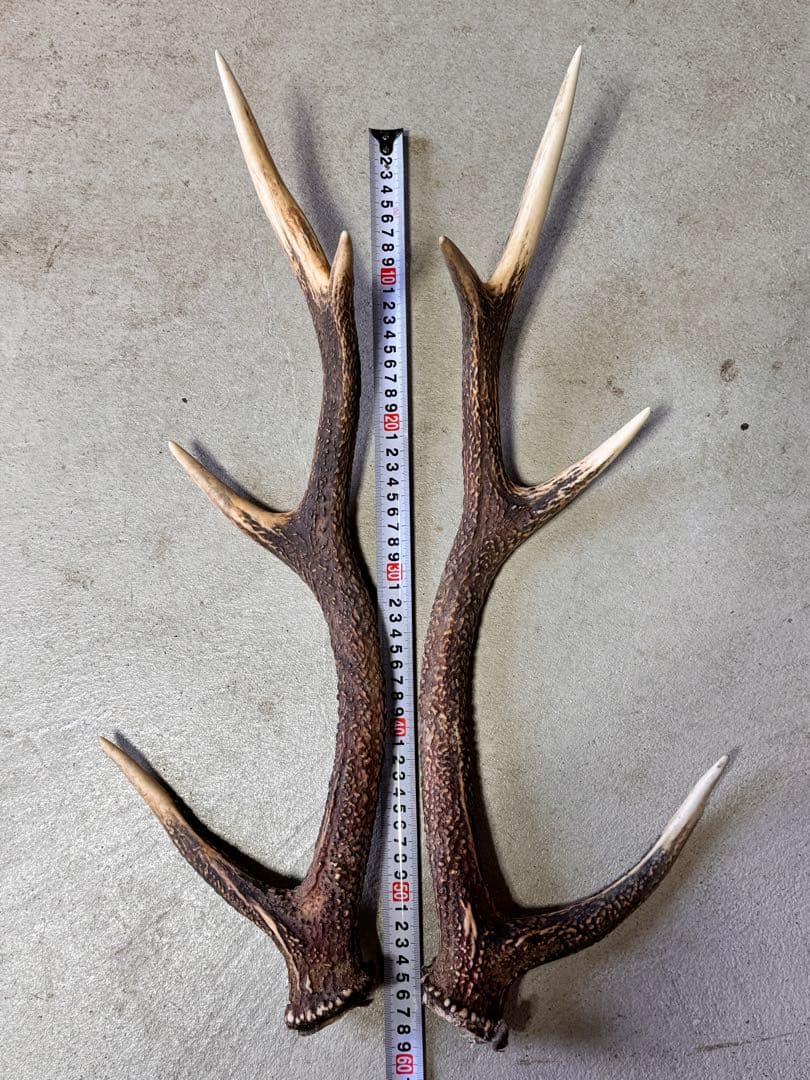 日本鹿の角 7対 (14本) No.6