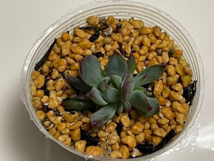 ❤️専用出品❤️おらいさん苗　ミックスベリア　　　❤️赤鬼❤️発根開始♪　札なし