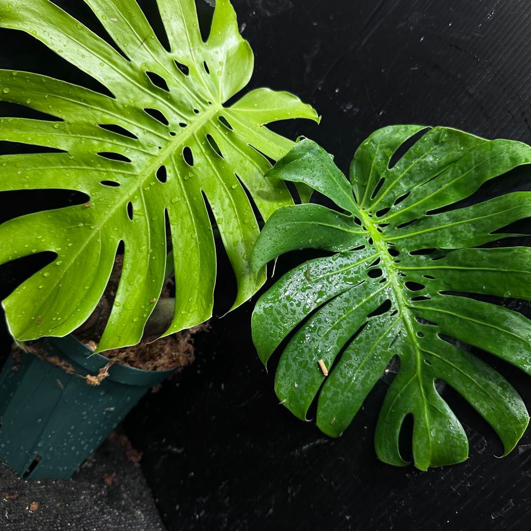 も*ぎ様 モンステラデリシオーサマクロコズム超希少系統鉢植え40㎝