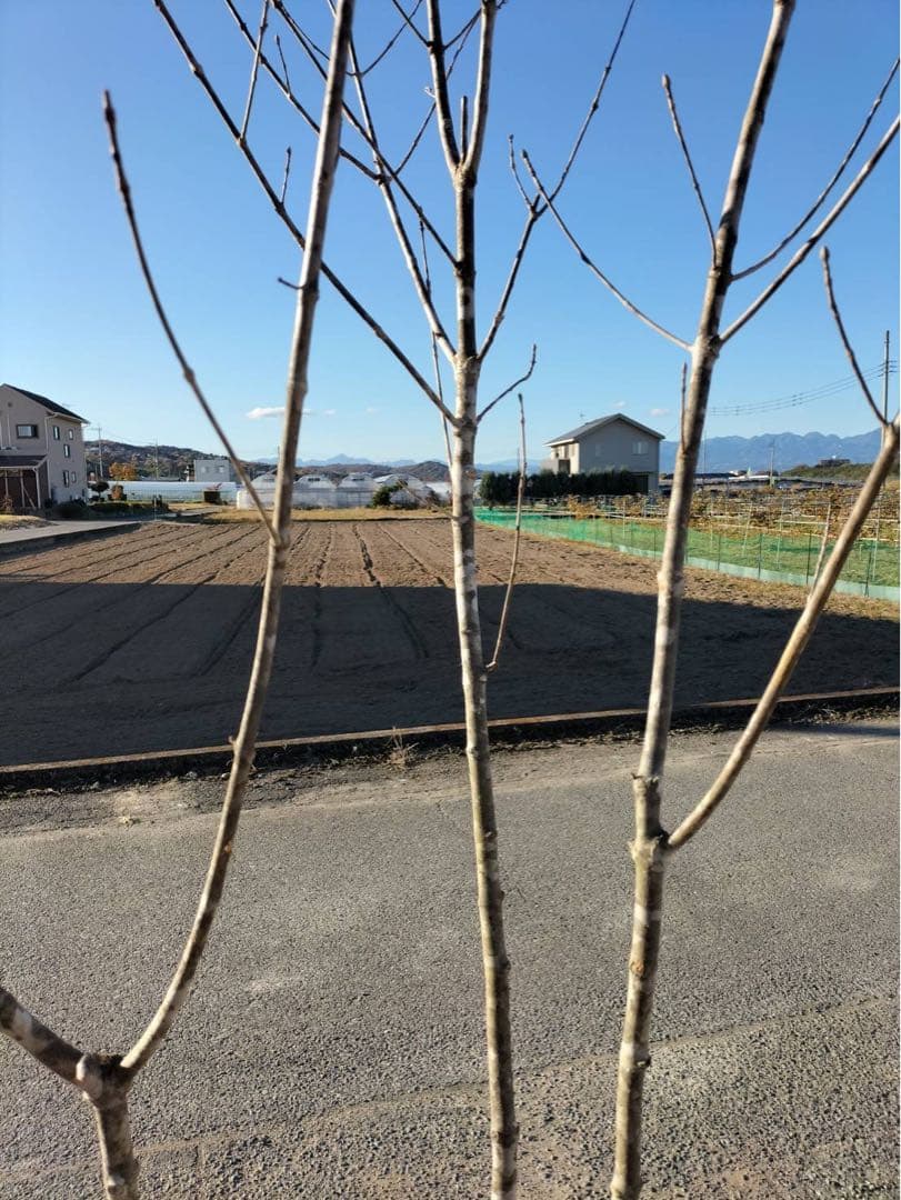 山採り アオダモ 本株立ち 3本立ち 自然樹形