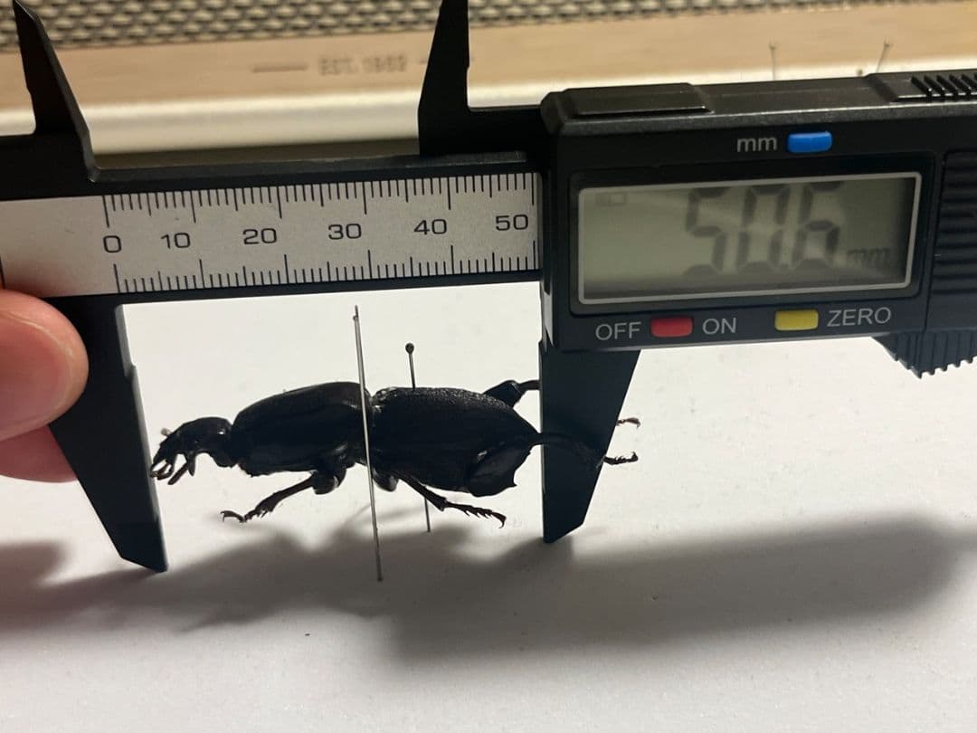 【50mm】ケラモドキカミキリ 大型 Hypocephalus 標本