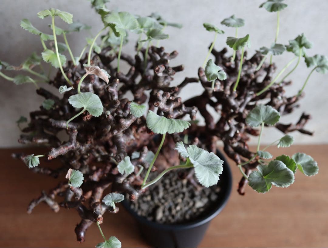 【値下げ】ペラルゴニウム　ミラビレ　特大株　発根済み