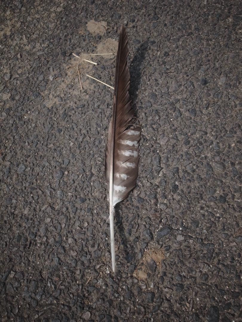 RICOH GR DIGITAL IV ショット数2448回 オマケ多数