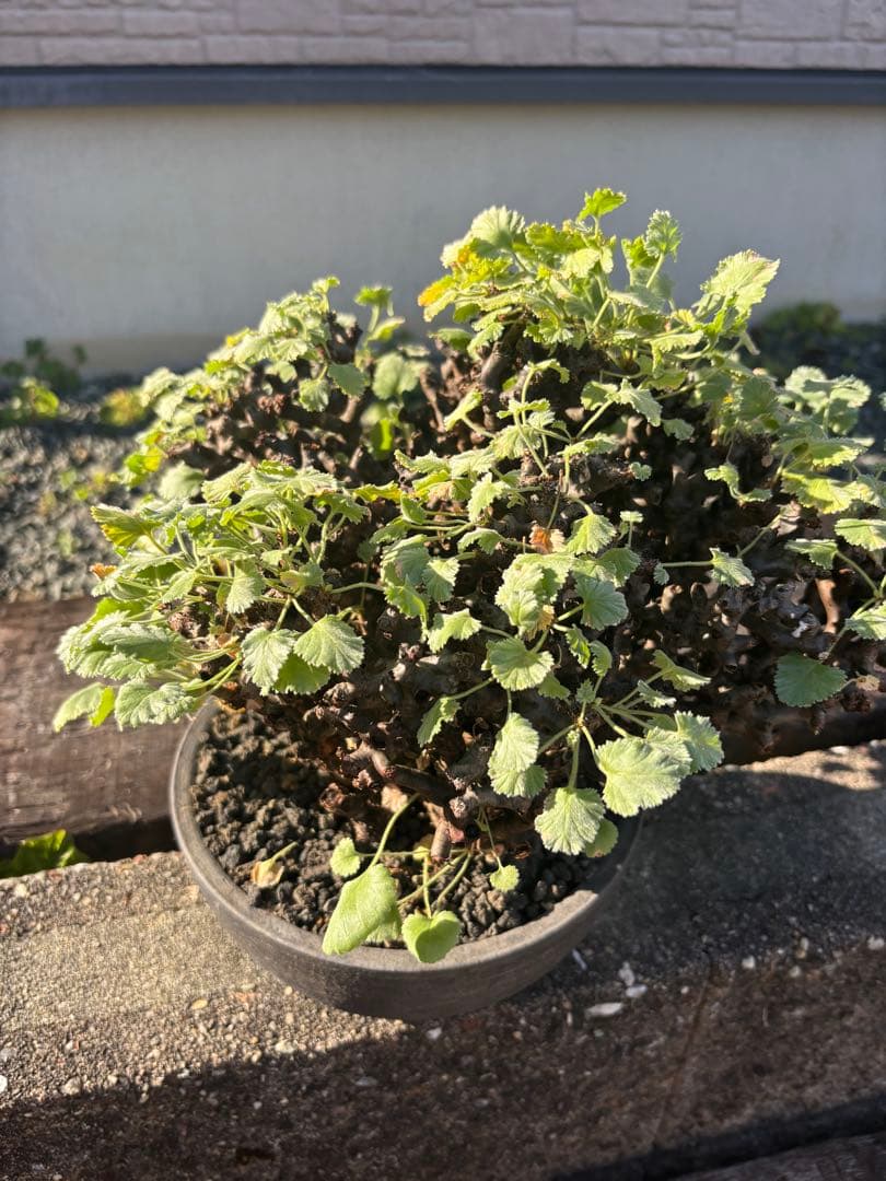 ペラルゴニウム　ミラビレ　みやび鉢