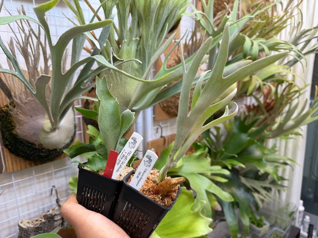 Mr.kitaro専用 vellii pup &UNEUNE pup