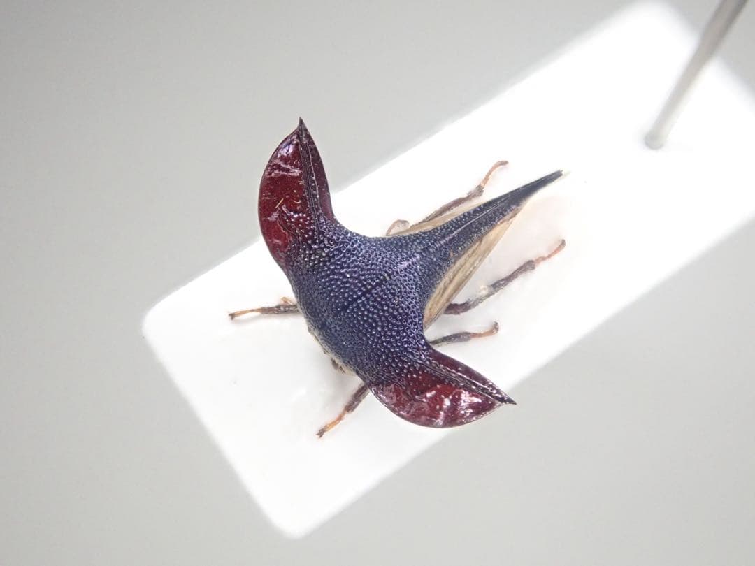 ツノゼミ　セット