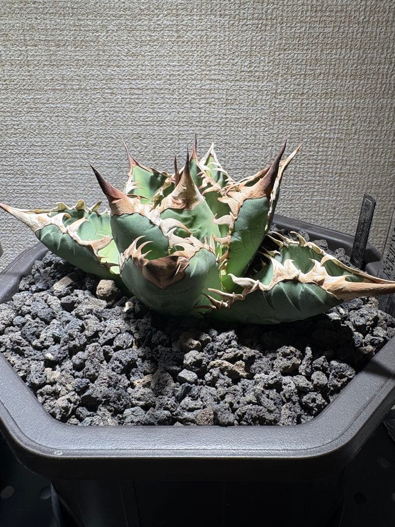 オアハカ　アガベ　現地