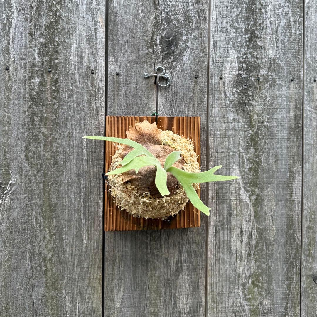 P. willinckii cv. Sombrero (pup) ビカクシダ