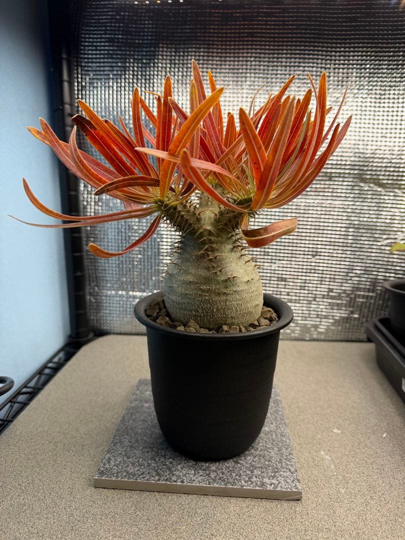 パキポディウムグラキリス5 実生7年目 受粉セット