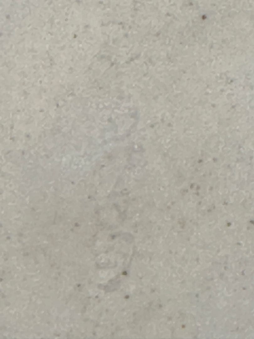 茶道具　香合　真葛香斎　扇