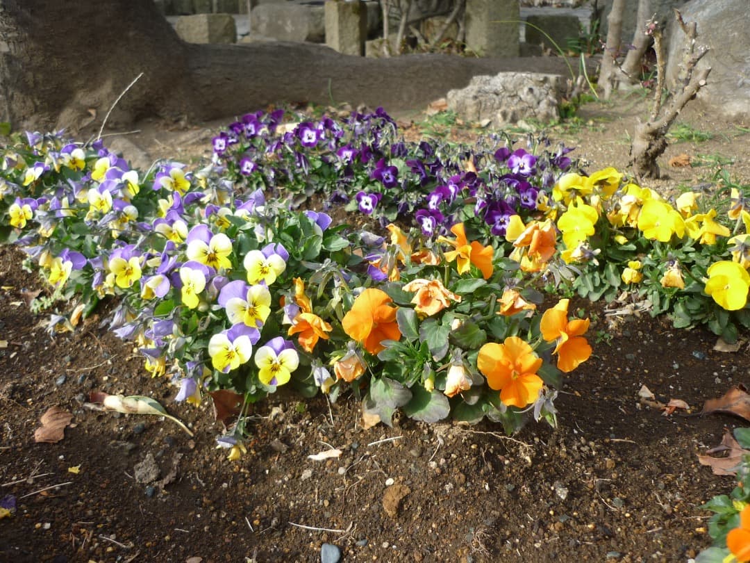 追加あり⭕️【動作確認済み】Panasonic LUMIX DMC-FS6 ピンク