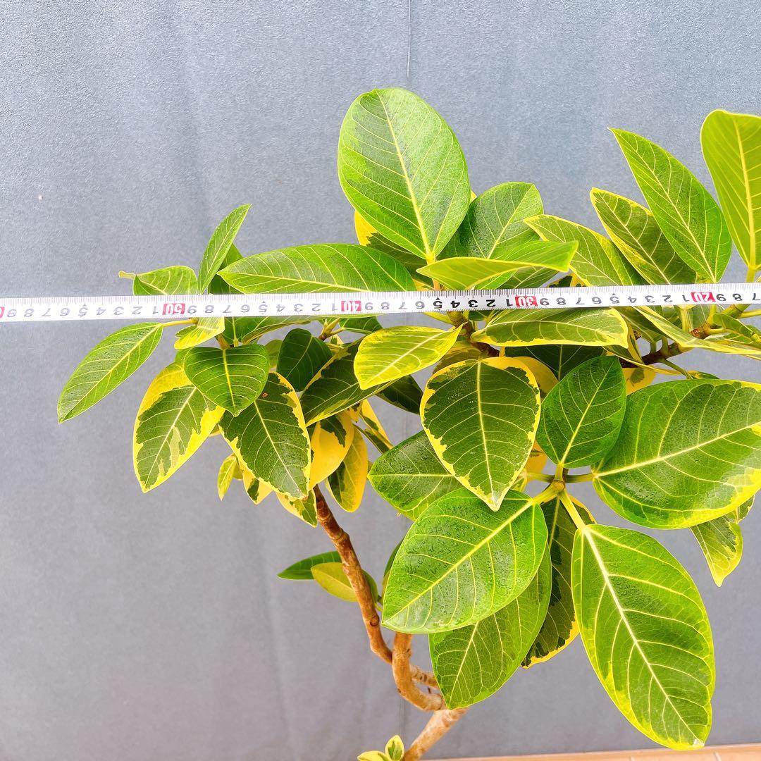 現品　フィカス　ゴムの木　アルテシマ　曲がり　9番　観葉植物　インテリアグリーン