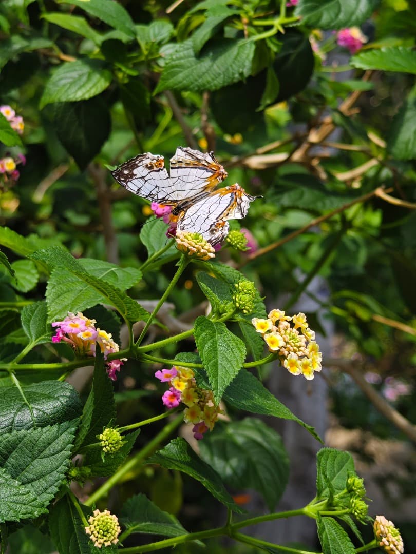 美品 vivo X90 Pro+ 256GB +12GB バッテリー100%