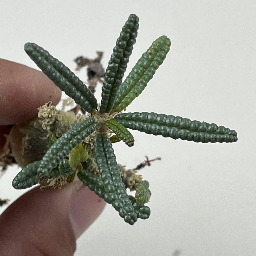 む*ん様 D62 実生 まん丸 ドルステニア ギガス ブラータ