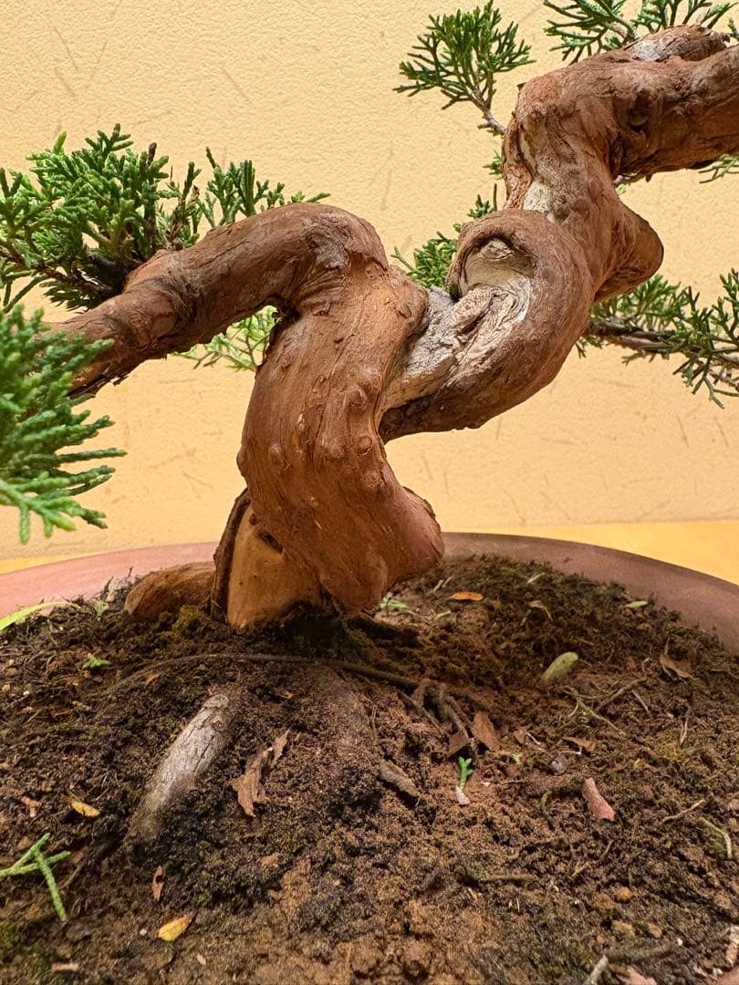 真柏盆栽　フォロワー様140人記念‼️バランスが良いです。