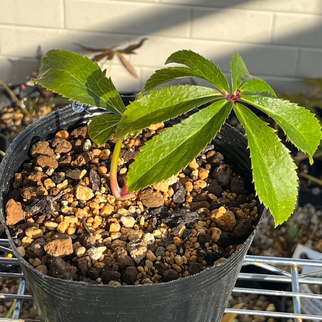 ま*️様 ☘️超レア☘️根充実❤️ワサワサ元気株❤️⭐️超透明感⭐️極上⭐️【蜃