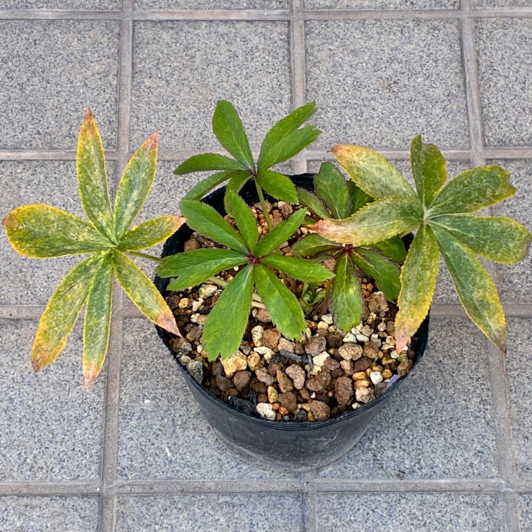 ま*️様 ☘️超レア☘️根充実❤️ワサワサ元気株❤️⭐️超透明感⭐️極上⭐️【蜃