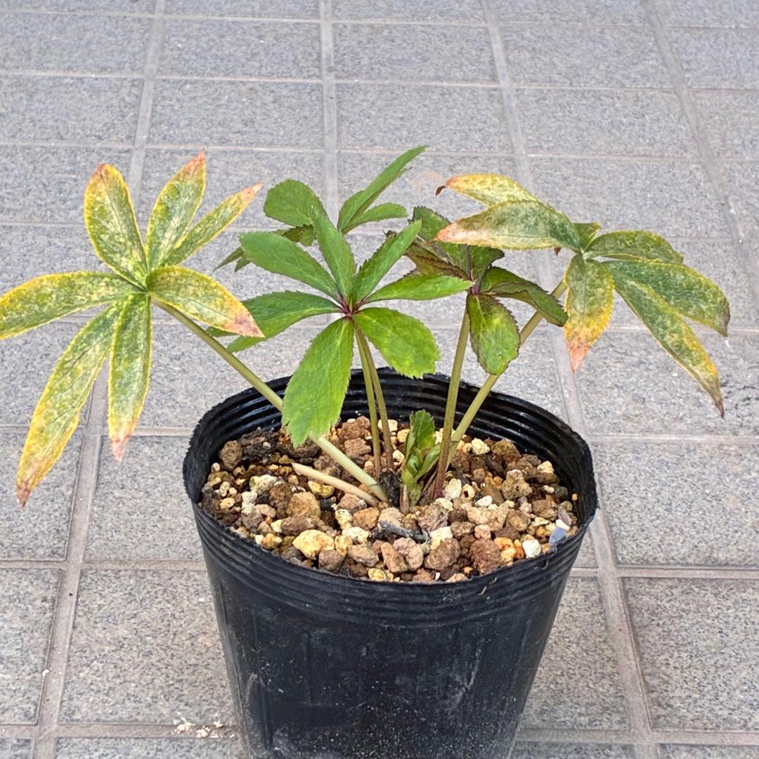 ま*️様 ☘️超レア☘️根充実❤️ワサワサ元気株❤️⭐️超透明感⭐️極上⭐️【蜃