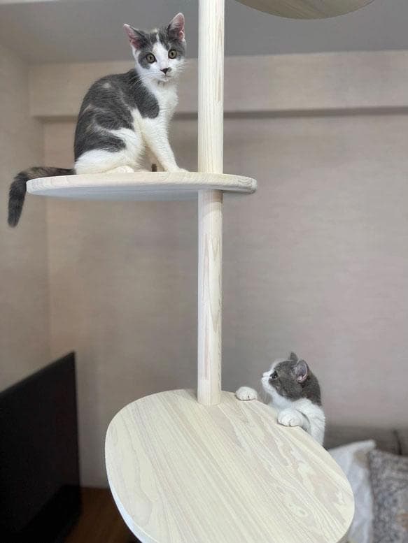 天然木　突っ張り型キャットタワー 5段 ホワイト　2ｍ40ｃｍ　送料無料