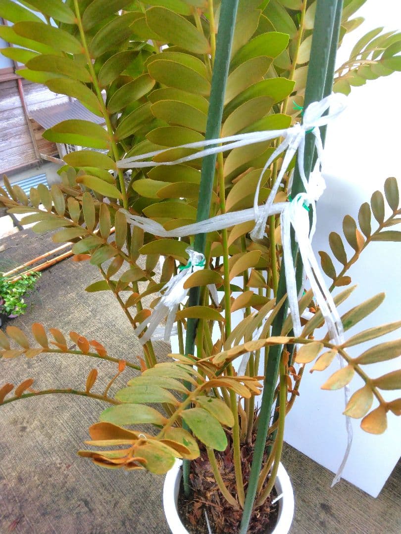 ⭐メキシコソテツ⭐(特大！重量級！)