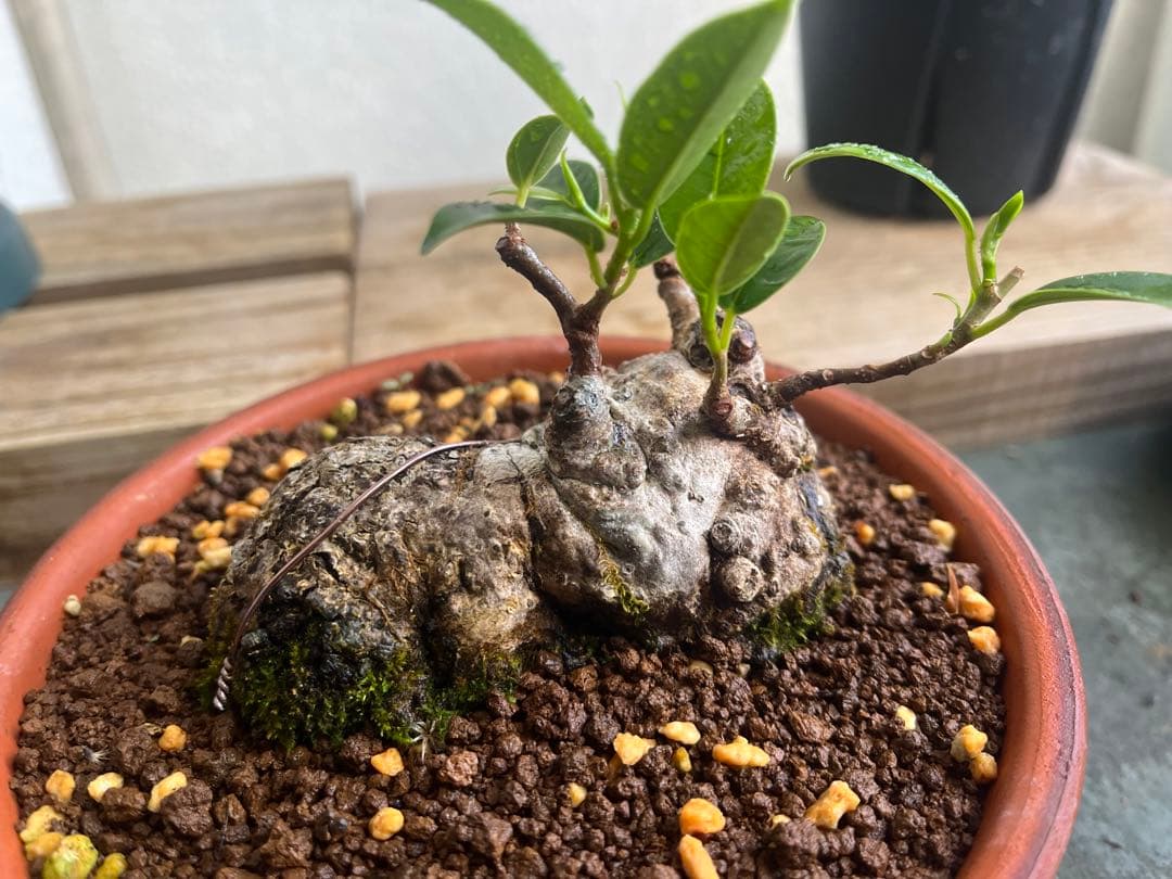 ✨✨✨ガジュマル【◎良品素材】検/珍奇塊根類♪セール品♪